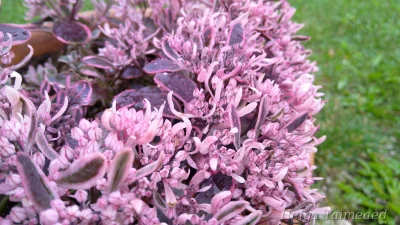 Sedum SunSparkler® 'Dream Dazzler'