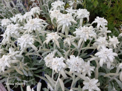 Leontopodium alpinum 'Star of Alps' Эдельвейс альпийский