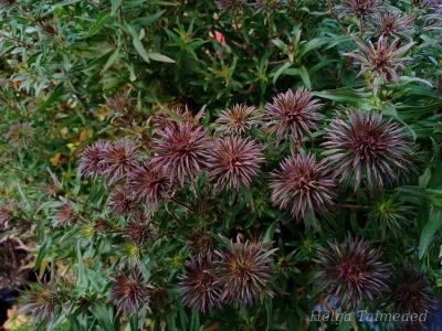 Symphyotrichum novae-angliae (Aster) 'Ann Leys' Астра новоанглийская