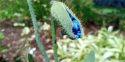Meconopsis betonicifolia Меконопсис буквецелистный