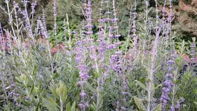 Perovskia atriplicifolia 'Blue Steel'
