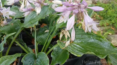 Hosta 'Waterslide'