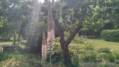 Eremurus robustus Эремурус мощный