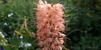 Eremurus x isabellinus 'Cleopatra' Эремурус
