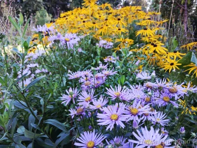 Aster amellus 'Dr. Otto Petschek'