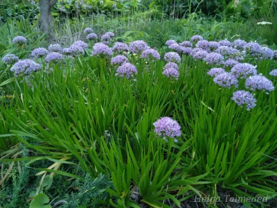 Allium senescens ssp. senescens Rauklaukgu tüüpalamliik