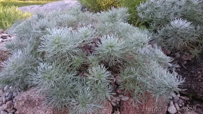 Artemisia schmidtiana 'Nana'