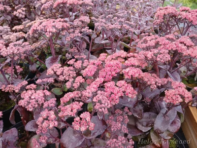 Hylotelephium telephium (Sedum telephium) 'Xenox' Isomaksaruoho