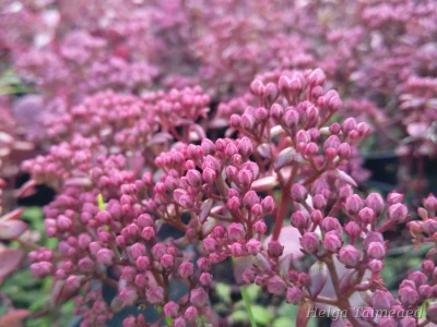 Sedum x hybridum 'SunSparkler Cherry Tart'