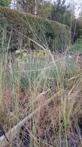 Stipa capillata Juus-stepirohi