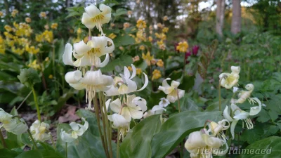 Erythronium revolutum ‘White Beauty’ Кандык
