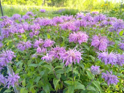 Monarda fistulosa var. menthifolia 'Pummel'