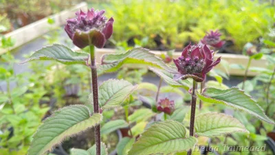Monarda 'Bee True' Монарда гибридная