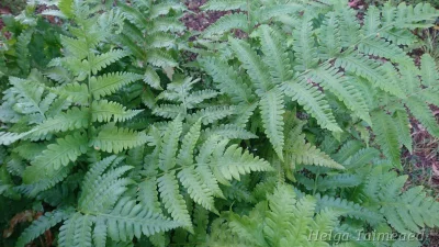 Matteuccia orientalis