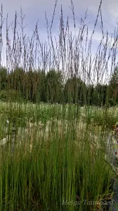 Molinia caerulea 'Heidebraut’'Harilik sinihelmikas