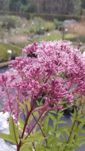 Eutrochium (Eupatorium) maculatum 'Phantom' Laiguline männaskanep