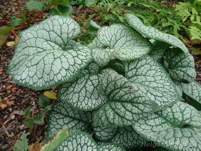 Brunnera  macrophylla 'Sea Heart'