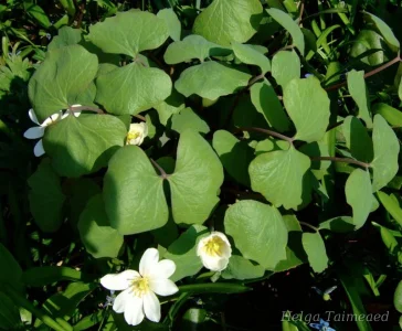 Jeffersonia diphylla Näkki