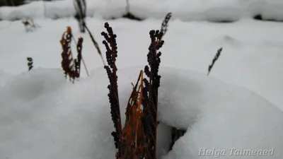 Onoclea sensibilis Helmisaniainen