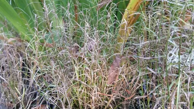 Carex muskingumensis 'Little Midge'