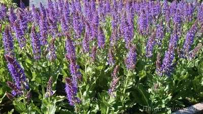 Salvia nemorosa 'Mainacht'