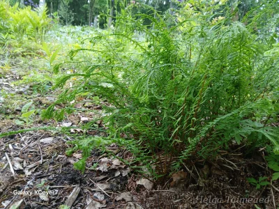 Athyrium filix-femina 'Dre's Dagger'