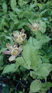 Tricyrtis latifolia Трициртис широколистный
