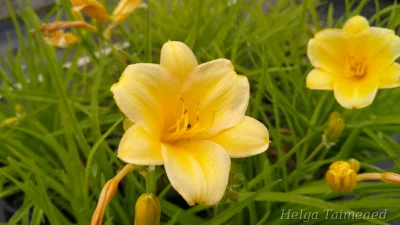 Hemerocallis x hybrida 'Mini Stella' Лилейник