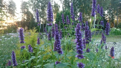 Agastache hybride 'Black Adder' Агастахе