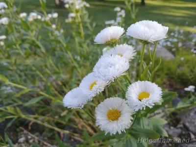Erigeron 'Professor Korodi'