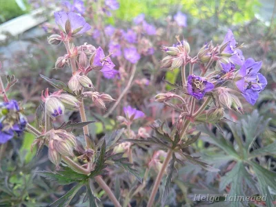 Geranium pratense 'Storm Cloud'