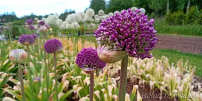 Allium 'Ambassador'