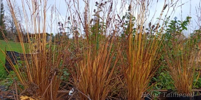 Molinia caerulea 'Igel' Молиния голубая