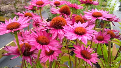 Echinacea purpurea 'JS Roho'