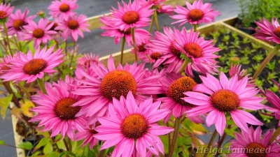 Echinacea purpurea 'JS Roho'