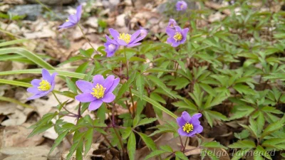 Anemone nemorosa 'Royal Blue'