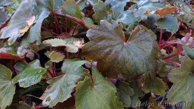 Saxifraga cortusifolia 'Wada'
