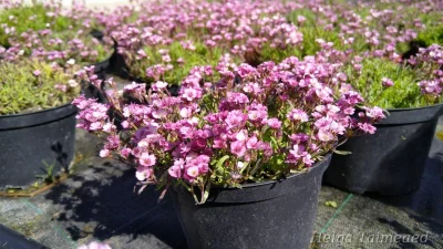 Gypsophila repens 'Knuddel' Roomav kipslill