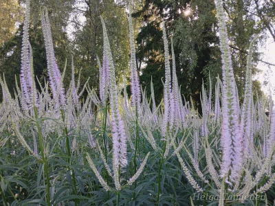 Veronicastrum virginicum 'Lavendelturm' Вероника́струм вирги́нский