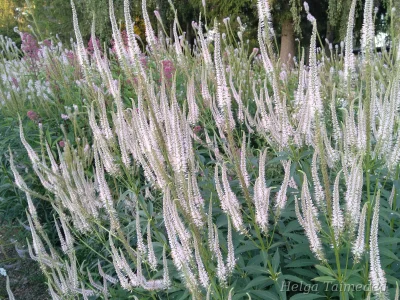 Veronicastrum virginicum 'Rosea' Вероника́струм вирги́нский