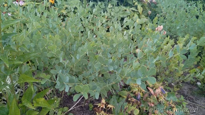 Baptisia australis 'Alba' Баптизия южная