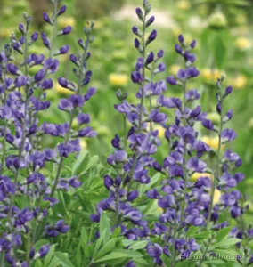Baptisia australis 'Indigo Sky' Sinine baptiisia