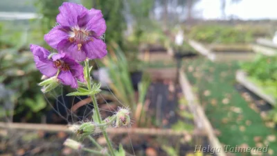 Geranium phaeum Censation  'Kora' Герань темная