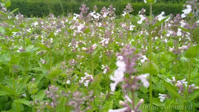 Nepeta 'Florina'
