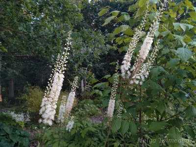Cimicifuga racemosa