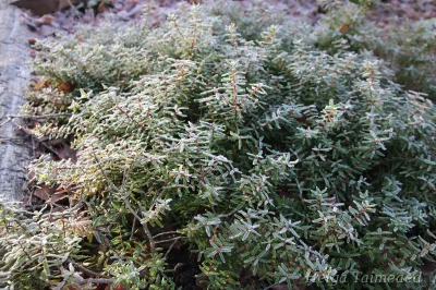 Paxistima canbyi Virgiinia kikkapõõsas