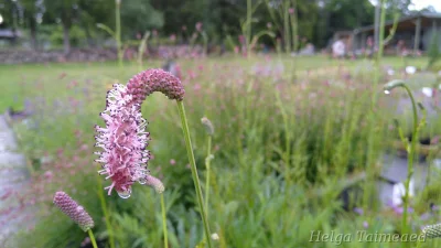 Sanguisorba tenuifolia 'Pink Elephant' Kiiltoluppio