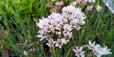 Allium ramosum 'Enno'