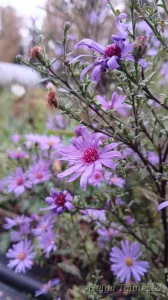 Aster novi-Belgii x cordifolius 'Treffpunkt'