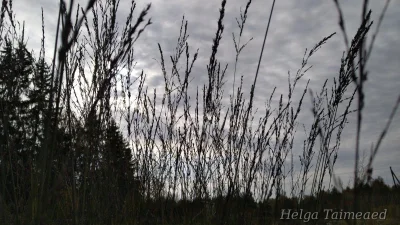 Molinia arundinacea 'Fontäne'